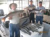 (08/23/2014) - Nice Striped Bass